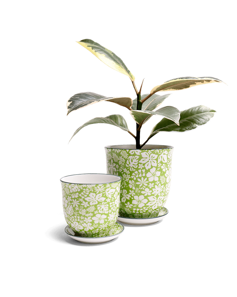 Liberte Porcelain Pot And Saucer Set With Drainage - Chive UK