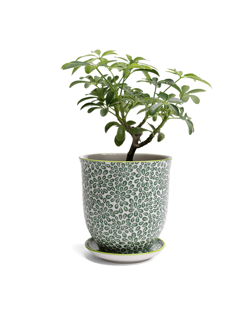 Liberte Porcelain Pot And Saucer Set With Drainage - Chive UK