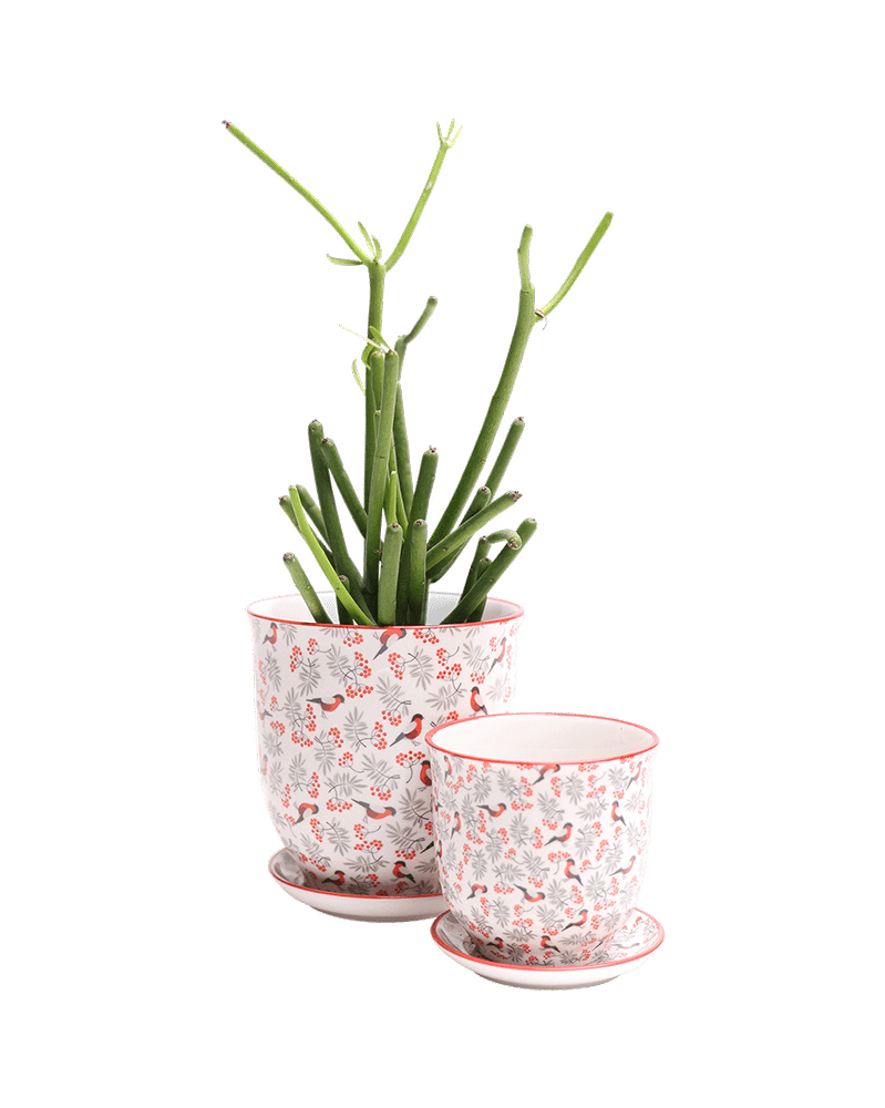 Liberte Porcelain Pot And Saucer Set With Drainage - Chive UK
