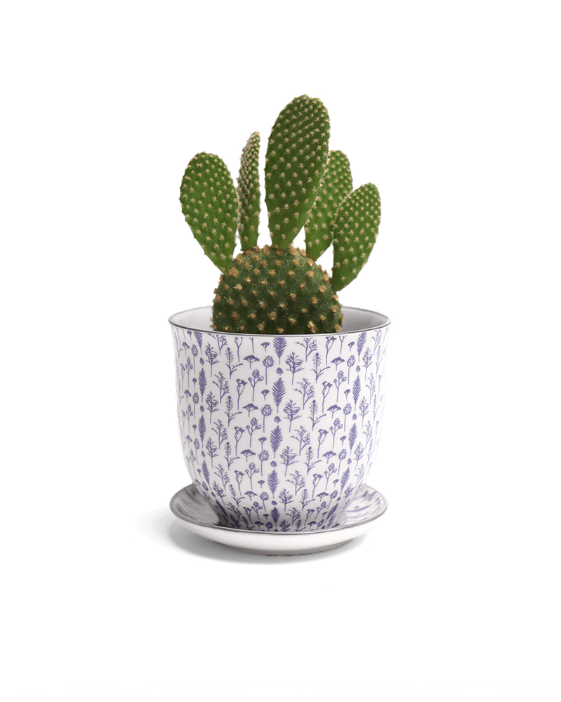 Liberte Porcelain Pot And Saucer Set With Drainage - Chive UK