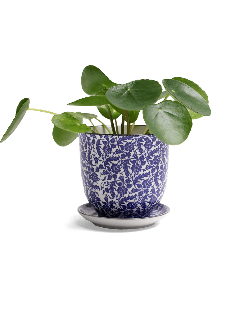 Liberte Porcelain Pot And Saucer Set With Drainage - Chive UK