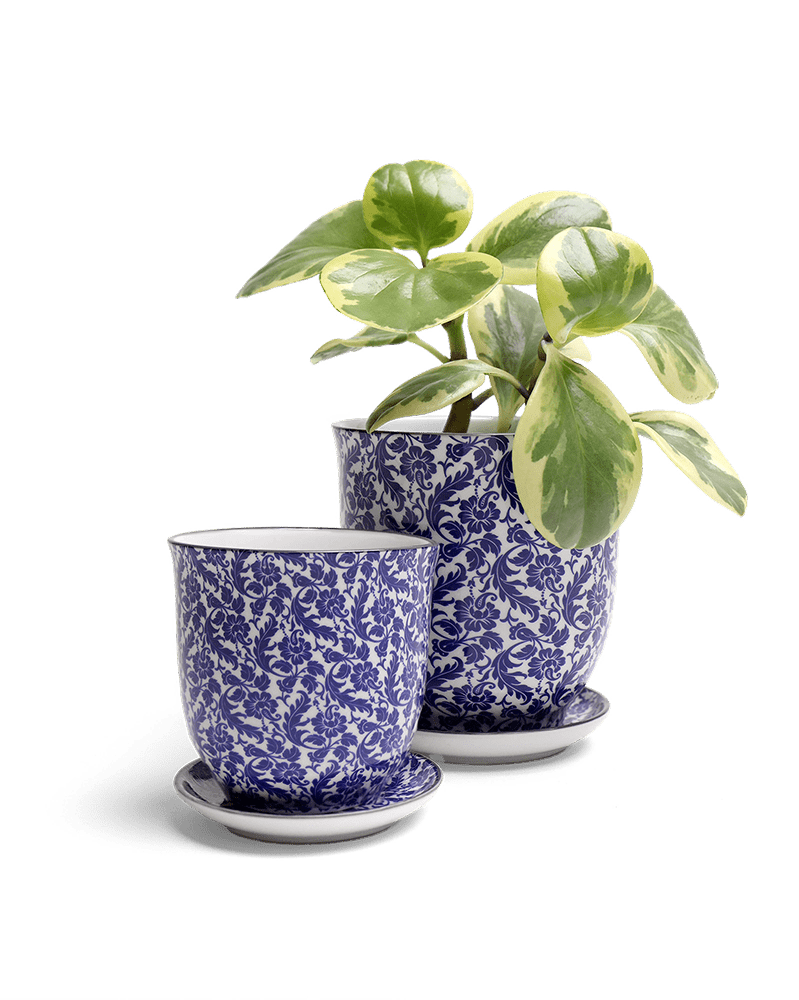 Liberte Porcelain Pot And Saucer Set With Drainage - Chive UK
