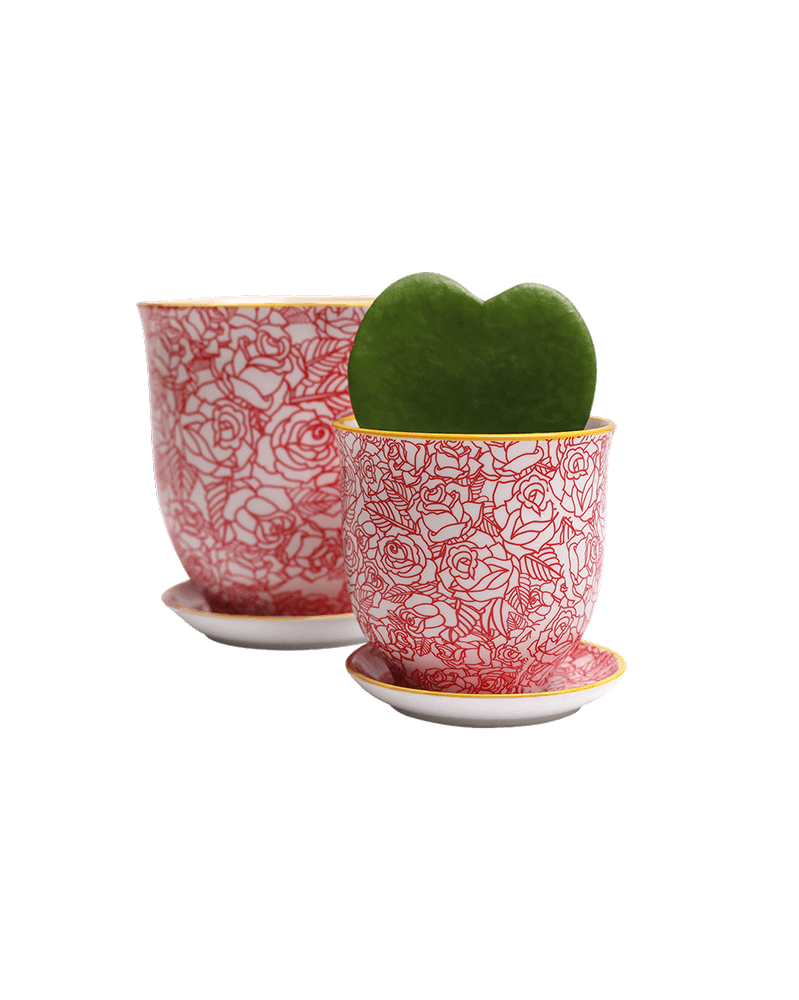 Liberte Porcelain Pot And Saucer Set With Drainage - Chive UK