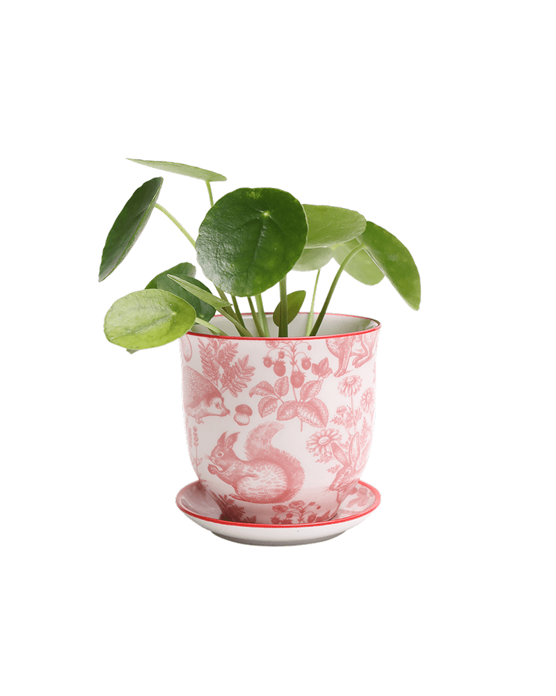 Liberte Porcelain Pot And Saucer Set With Drainage - Chive UK