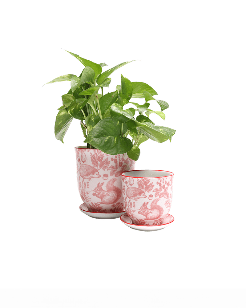 Liberte Porcelain Pot And Saucer Set With Drainage - Chive UK