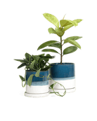 Minute Ceramic Pot And Saucer Set With Drainage - Chive UK