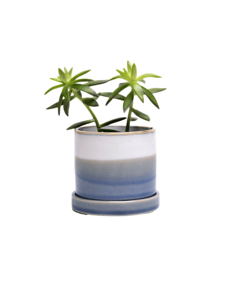 Minute Ceramic Pot And Saucer Set With Drainage - Chive UK
