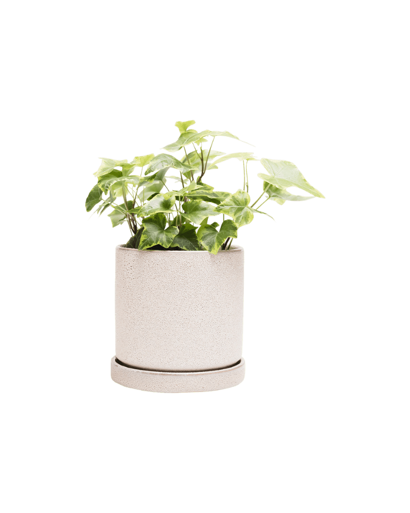 Minute Ceramic Pot And Saucer Set With Drainage - Chive UK