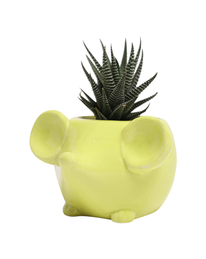 Mouse Ceramic Indoor Plant Pot For Succulents - Chive UK