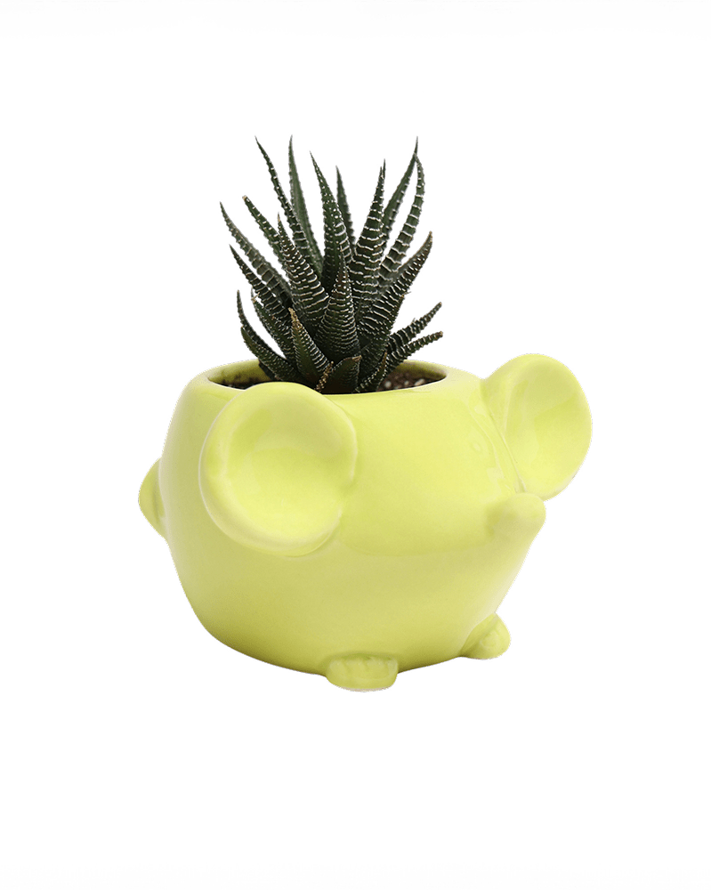 Mouse Ceramic Indoor Plant Pot For Succulents - Chive UK