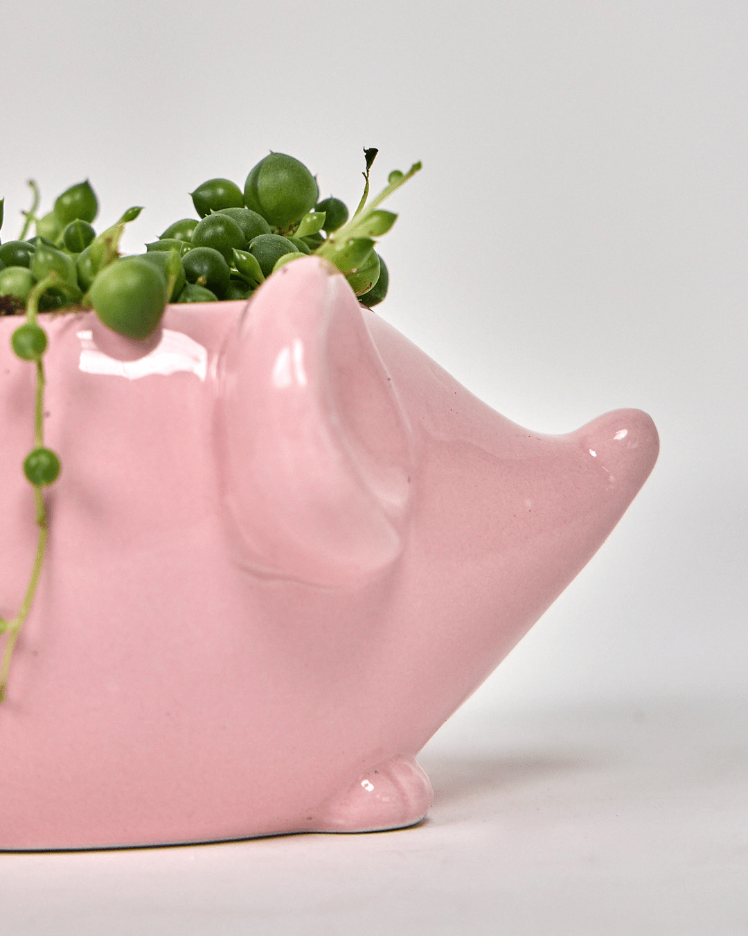 Mouse Ceramic Indoor Plant Pot For Succulents - Chive UK