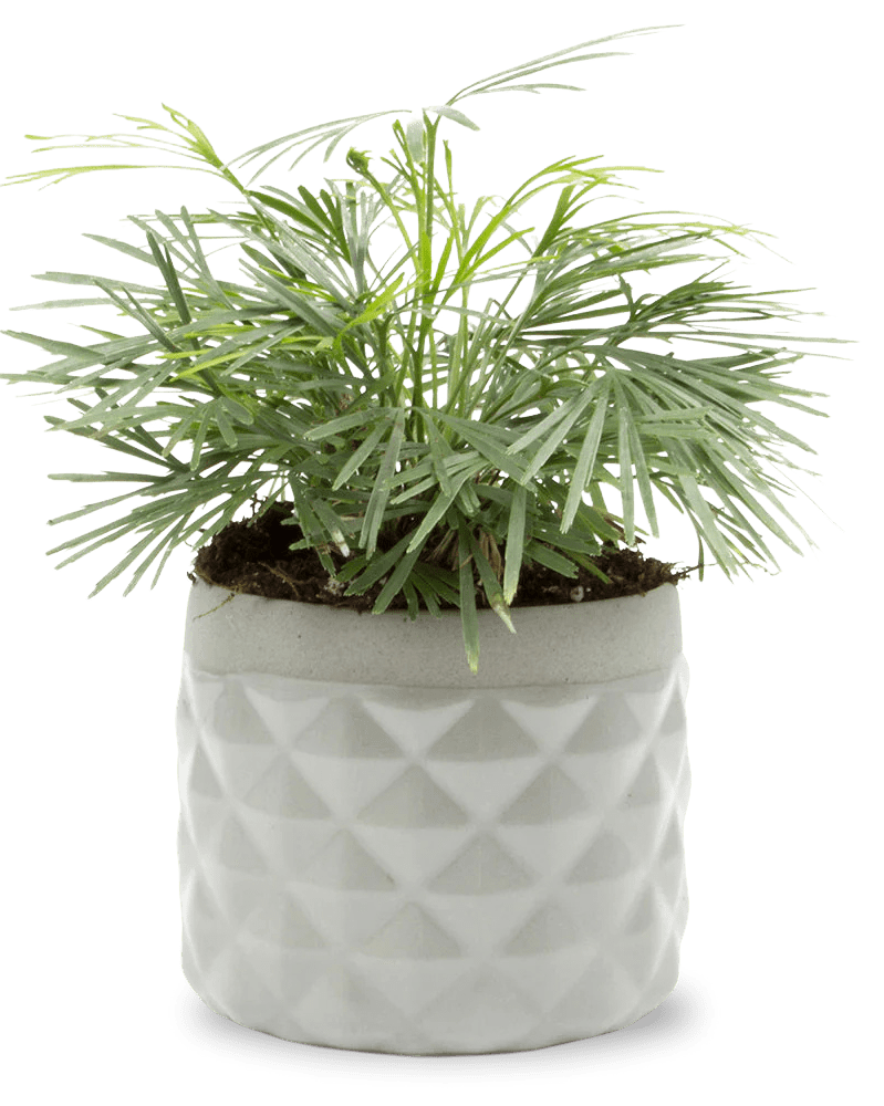 Pina Ceramic Succulent Planter Pot - Chive UK