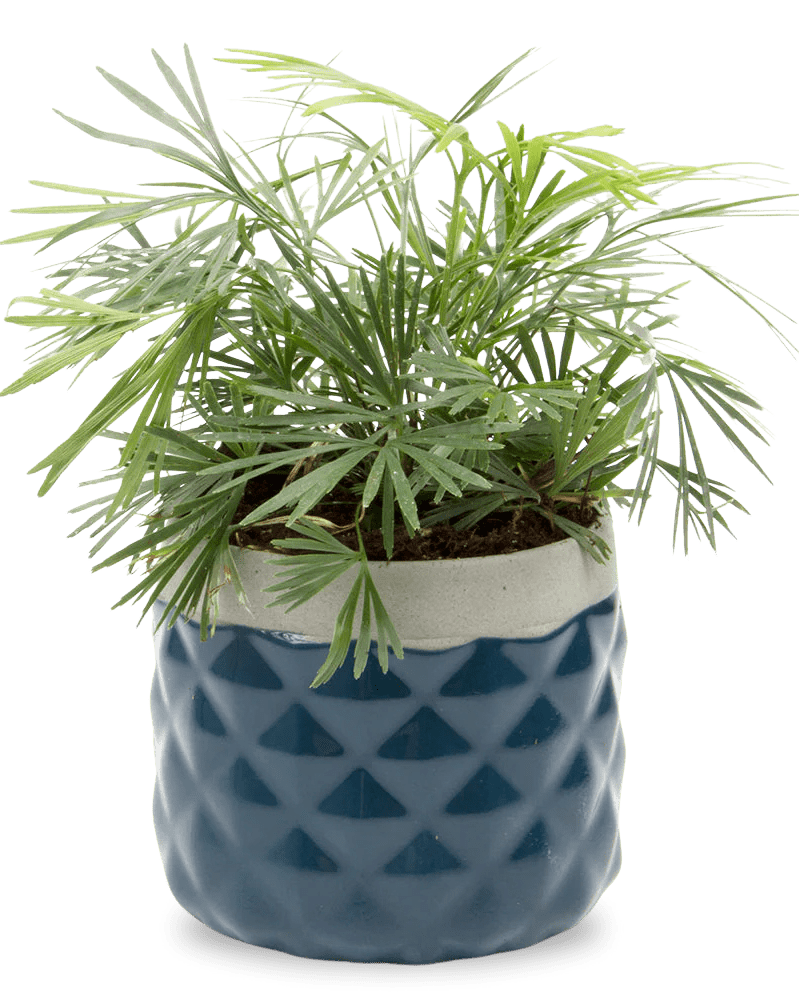 Pina Ceramic Succulent Planter Pot - Chive UK