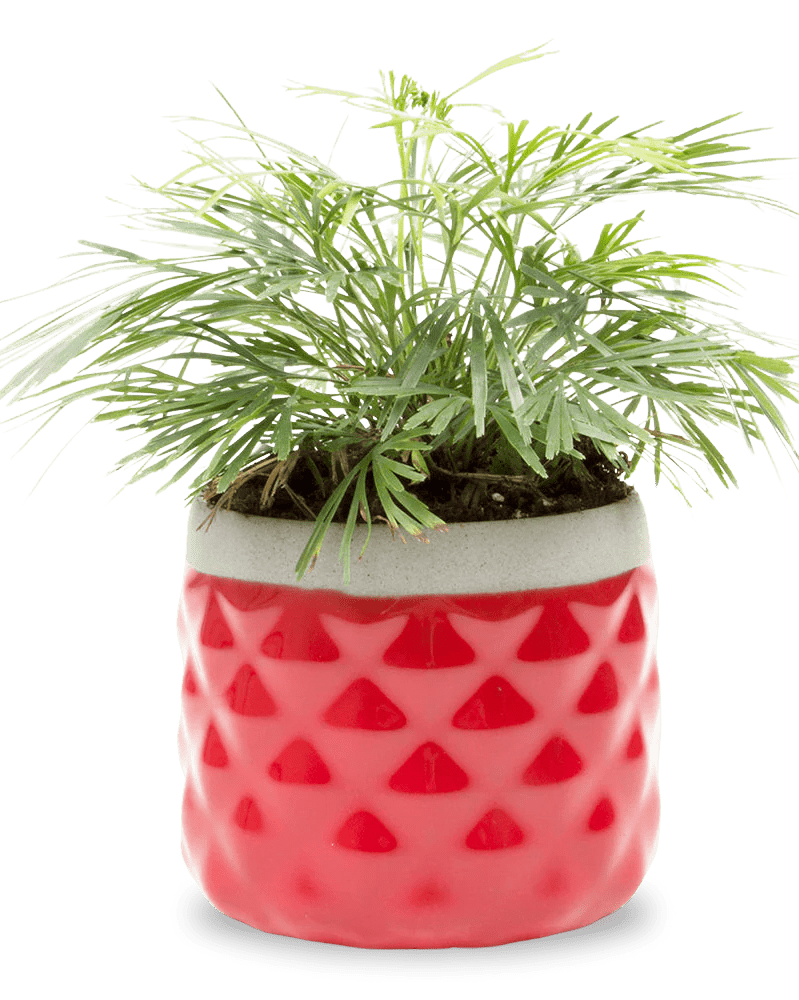 Pina Ceramic Succulent Planter Pot - Chive UK
