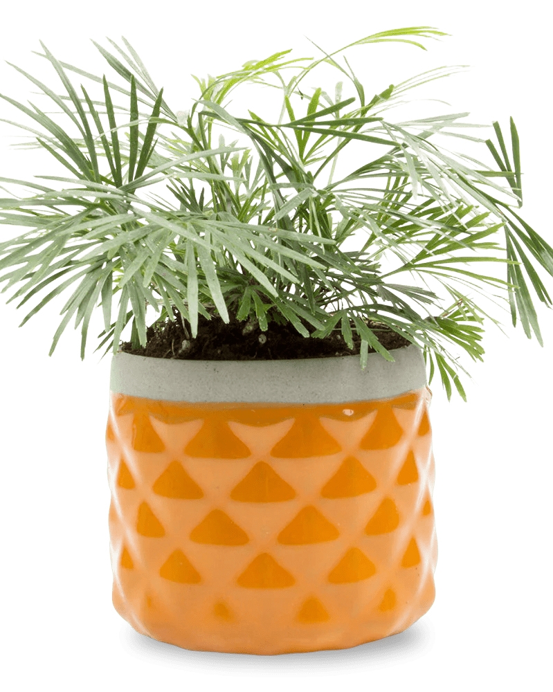 Pina Ceramic Succulent Planter Pot - Chive UK