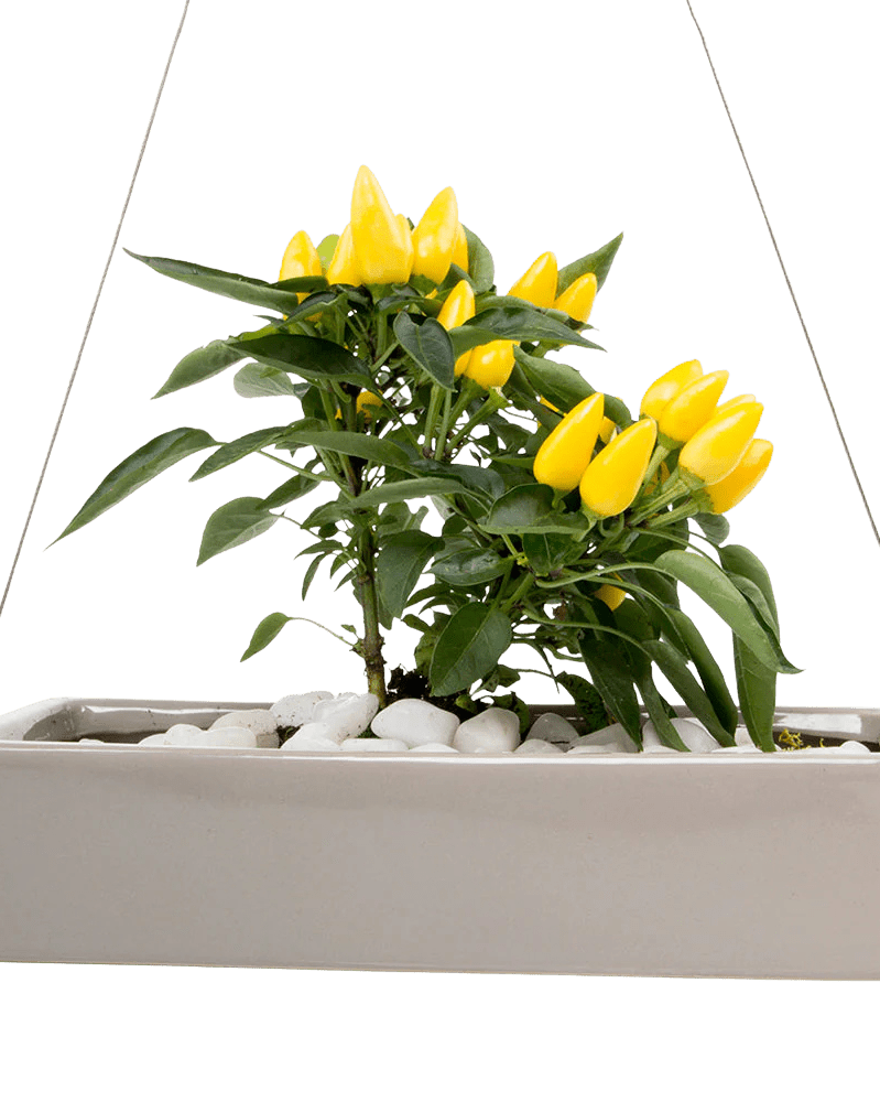 Ragna Ceramic Hanging Planter - Chive UK