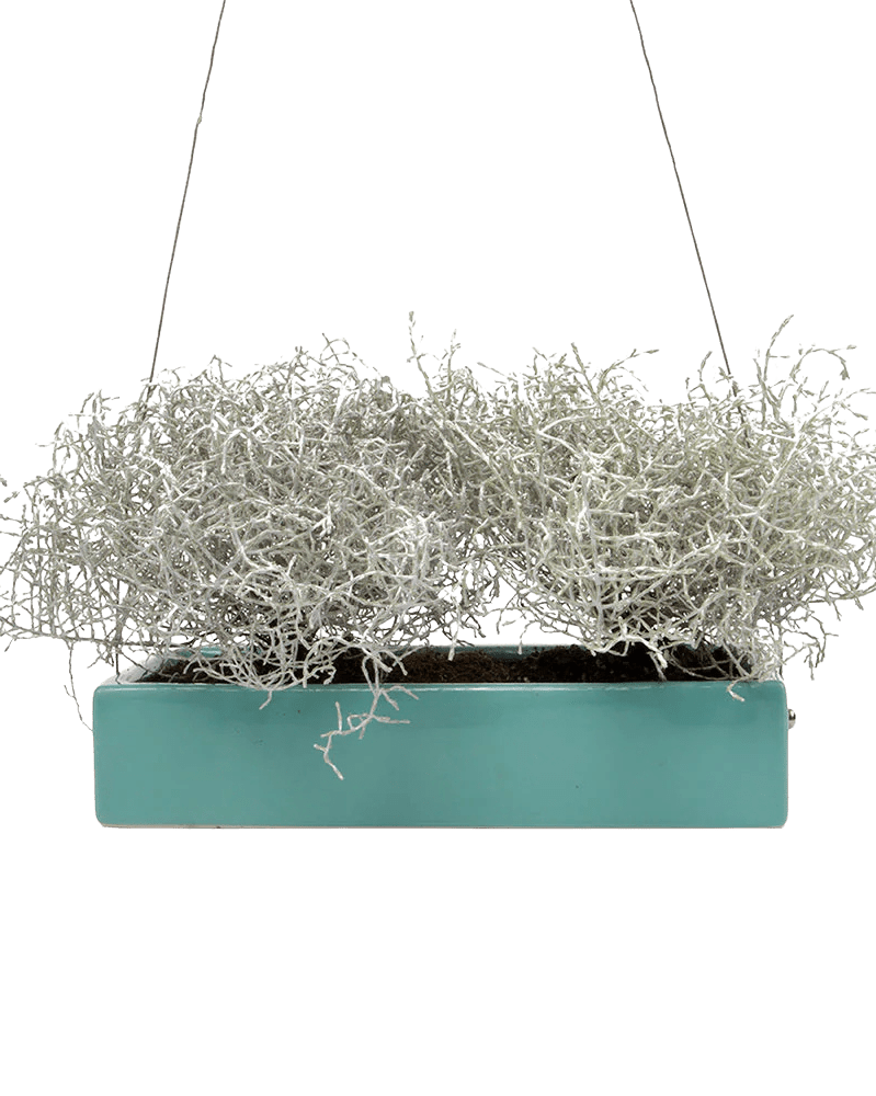 Ragna Ceramic Hanging Planter - Chive UK