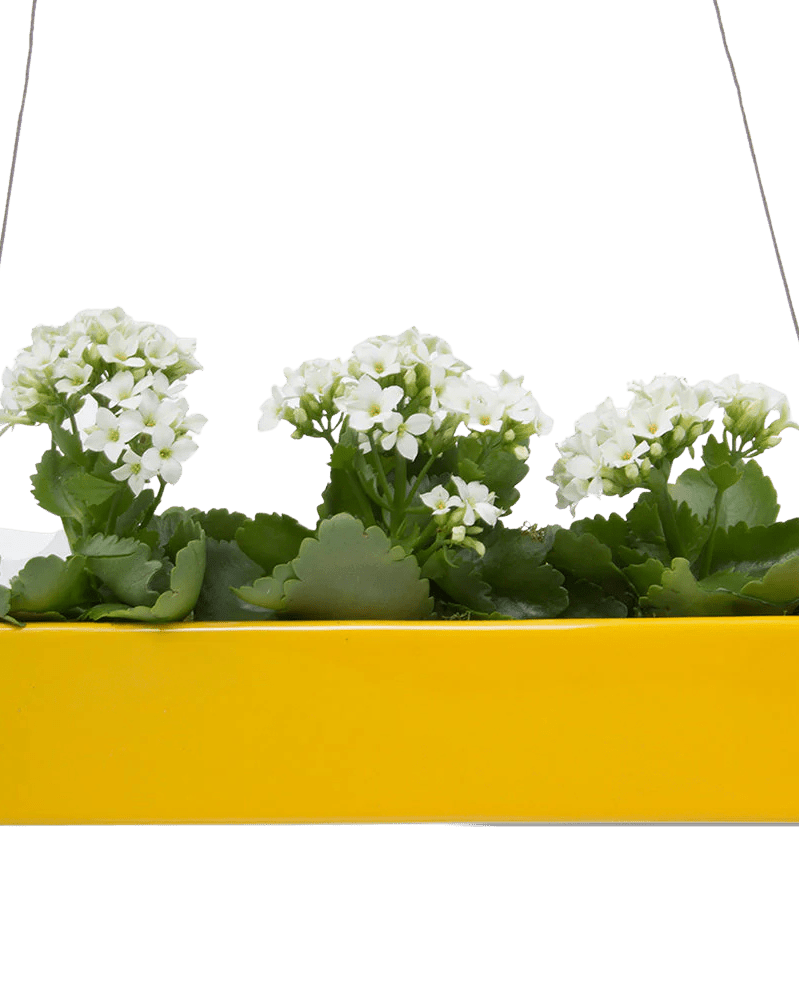 Ragna Ceramic Hanging Planter - Chive UK