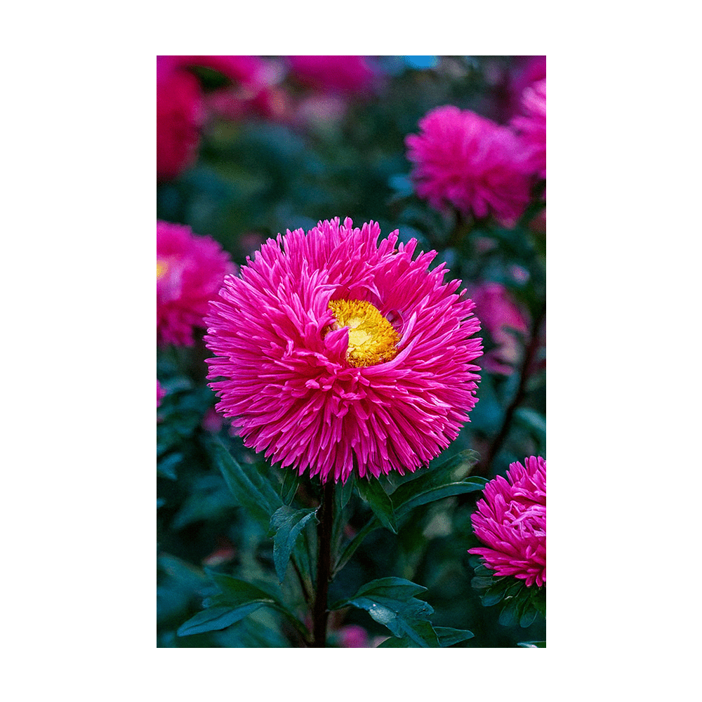 Aster Flower Seeds Packet - Chive UK