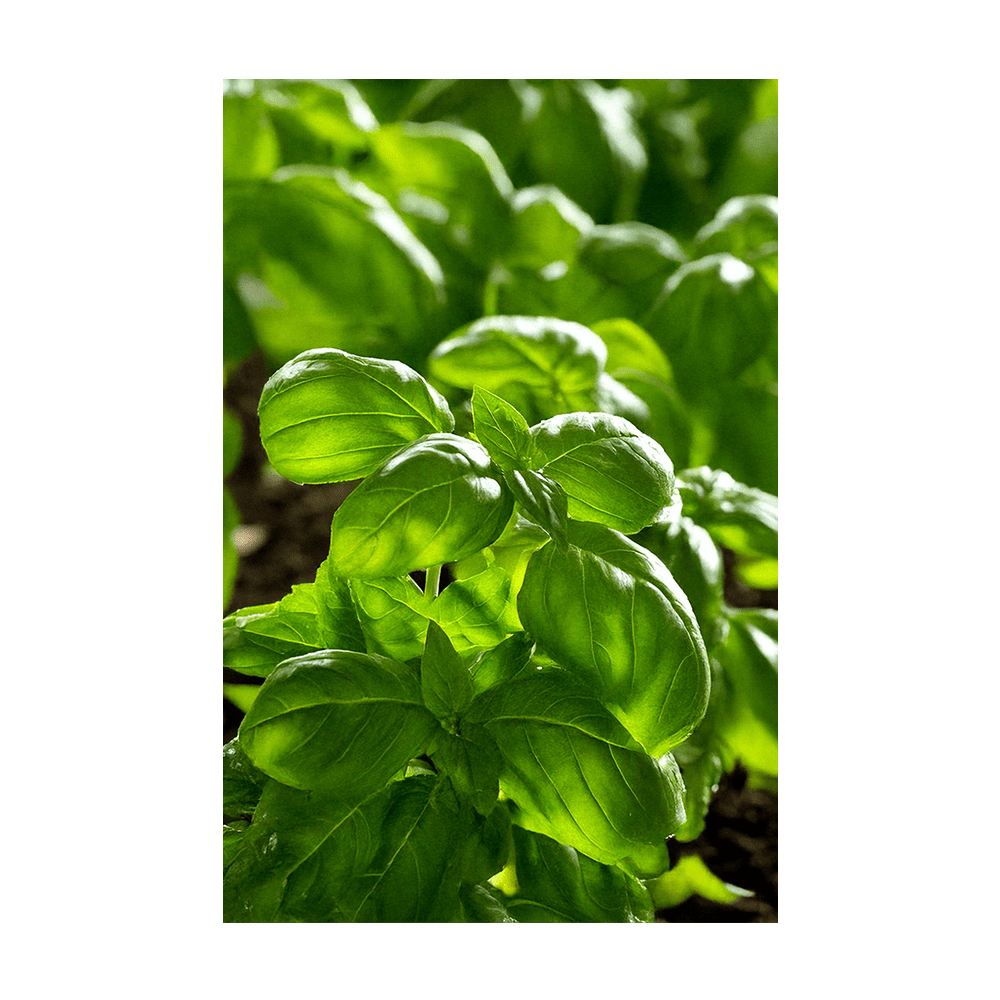 Basil Herb Seeds Packet - Chive UK