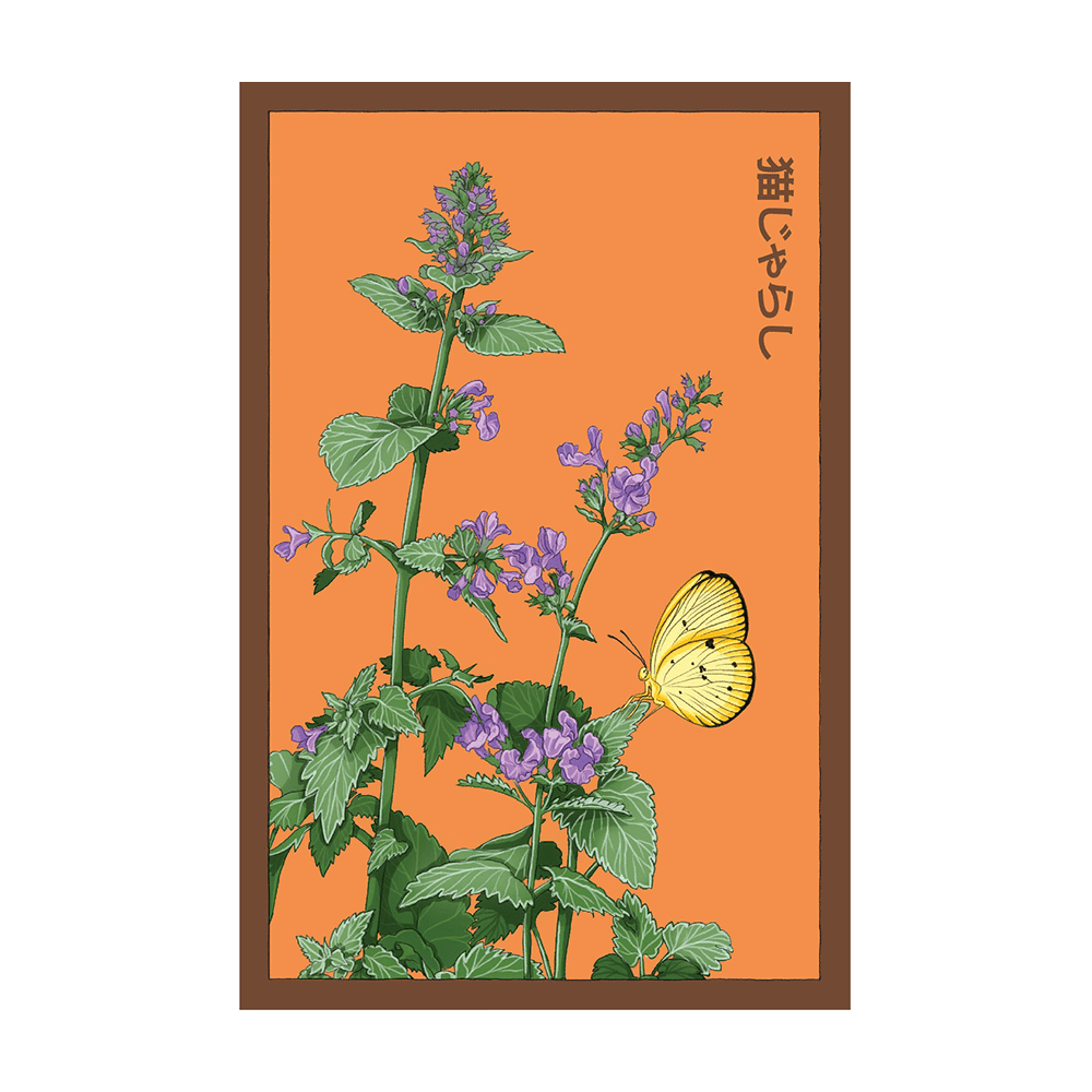 Catnip Flower Seeds Packet - Chive UK