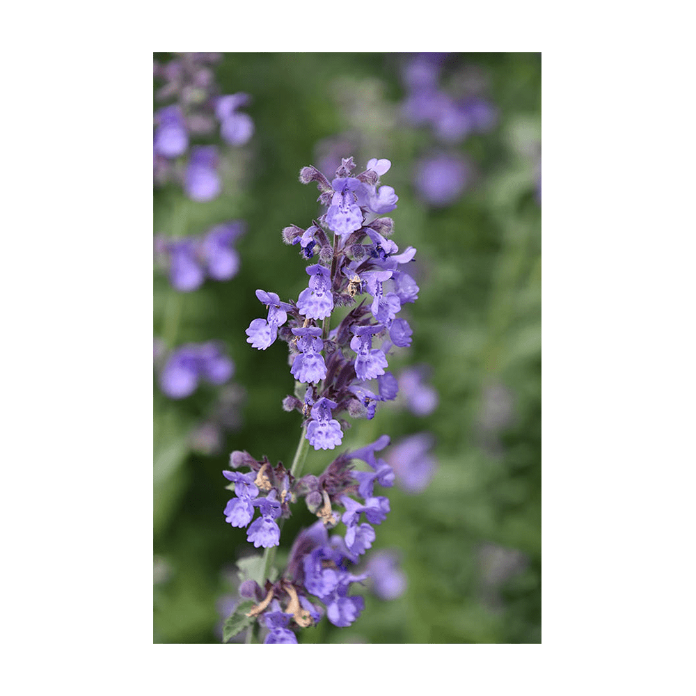 Catnip Flower Seeds Packet - Chive UK