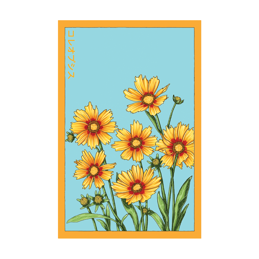 Big Flower Coreopsis Flower Seeds Packet - Chive UK