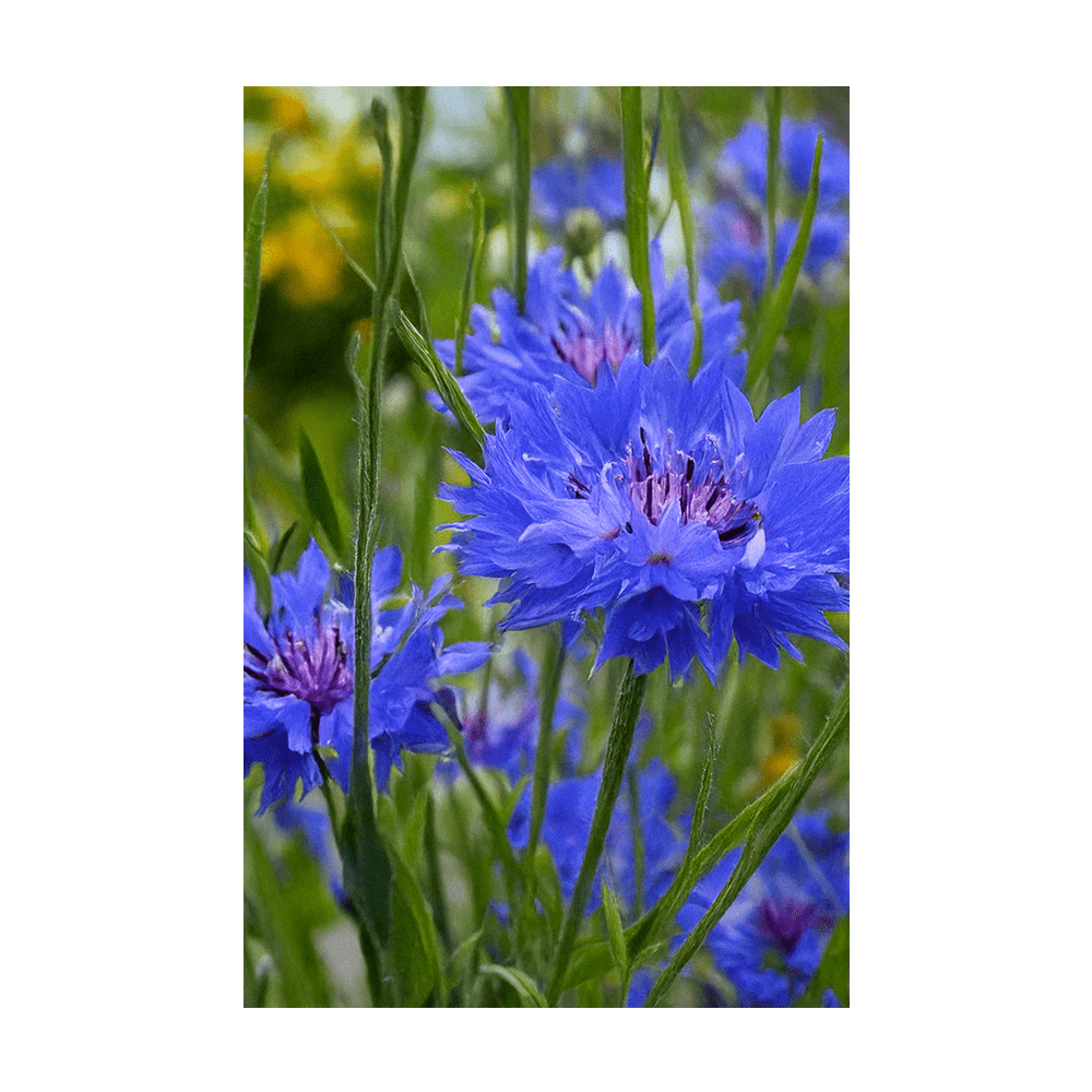 Blue Cornflower Flower Seeds Packet - Chive UK