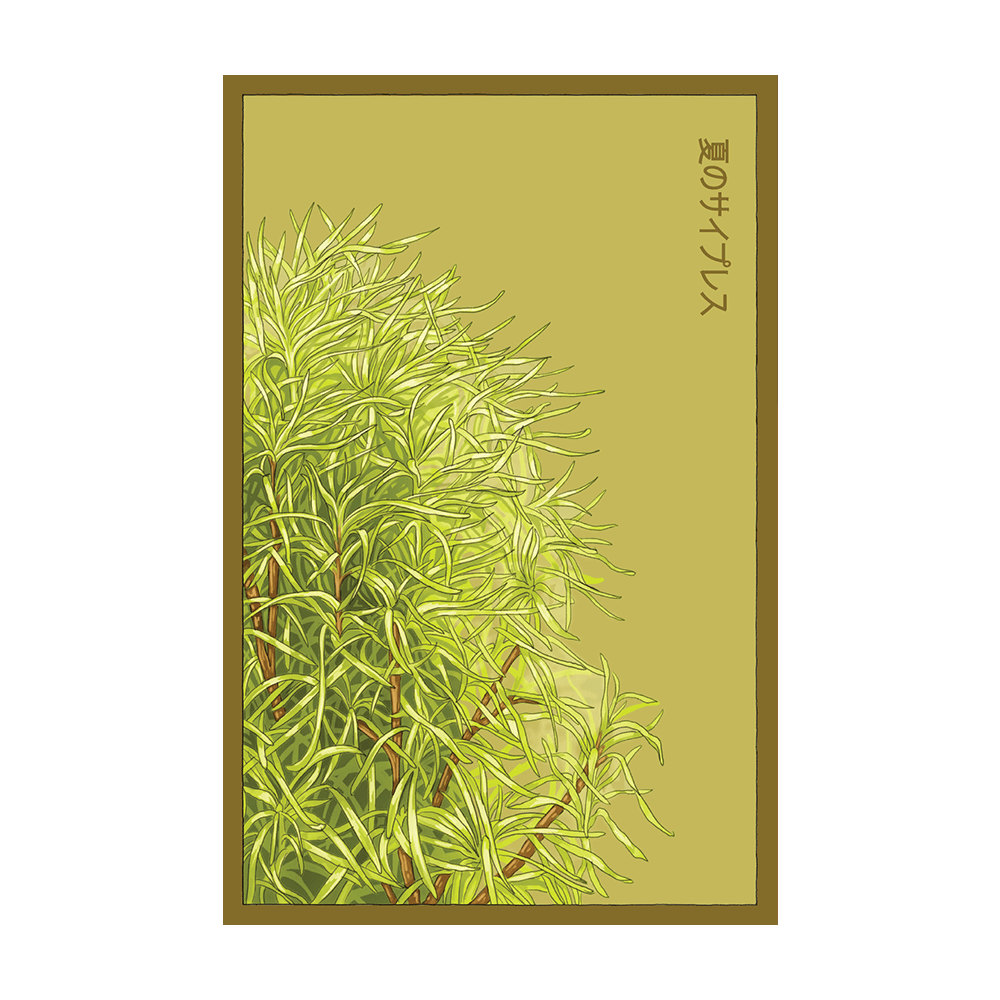 Summer Cypress Flower Seeds Packet - Chive UK