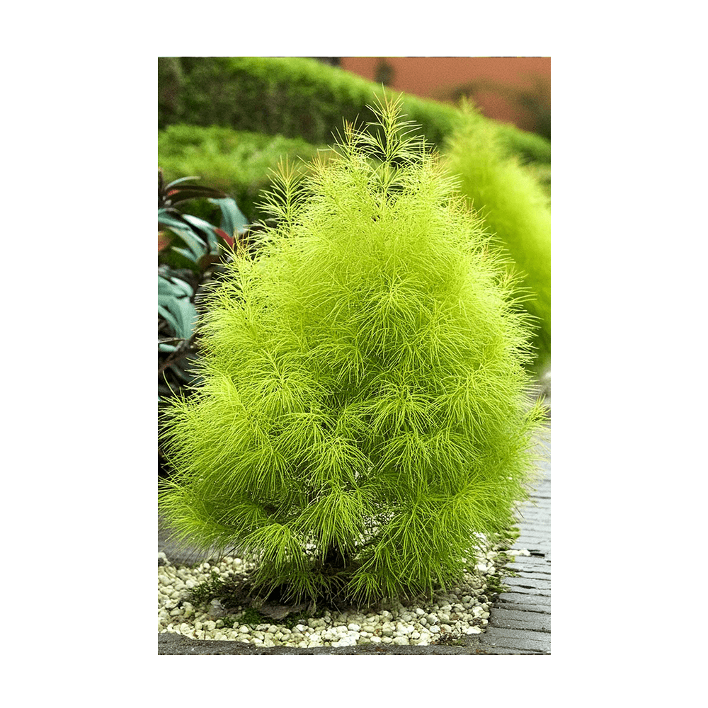 Summer Cypress Flower Seeds Packet - Chive UK