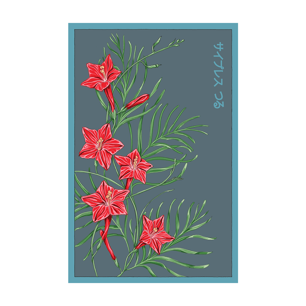 Cypressvine Star Glory Flower Seeds Packet - Chive UK