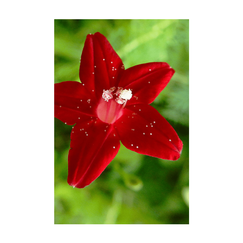 Cypressvine Star Glory Flower Seeds Packet - Chive UK