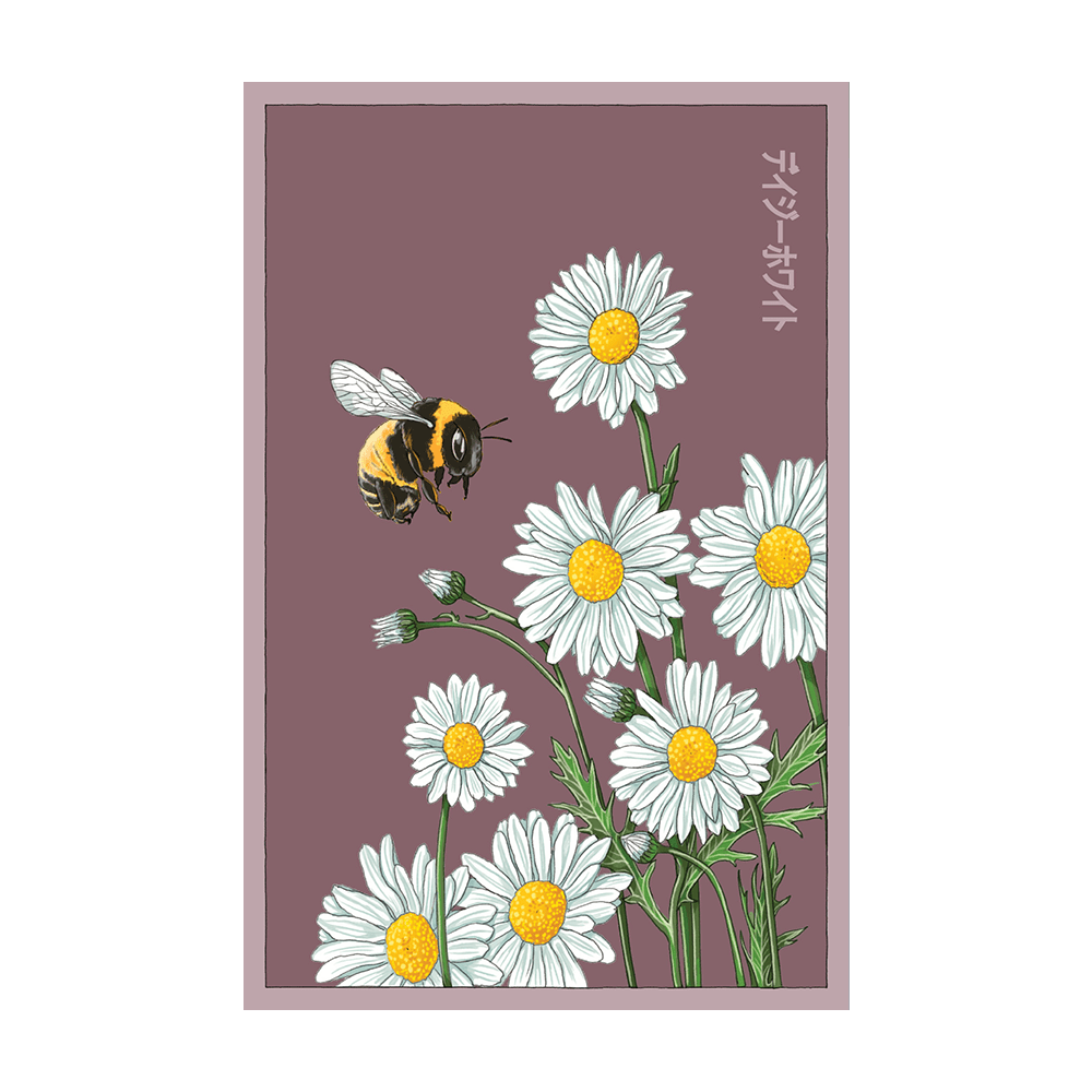 Daisy White Flower Seeds Packet - Chive UK