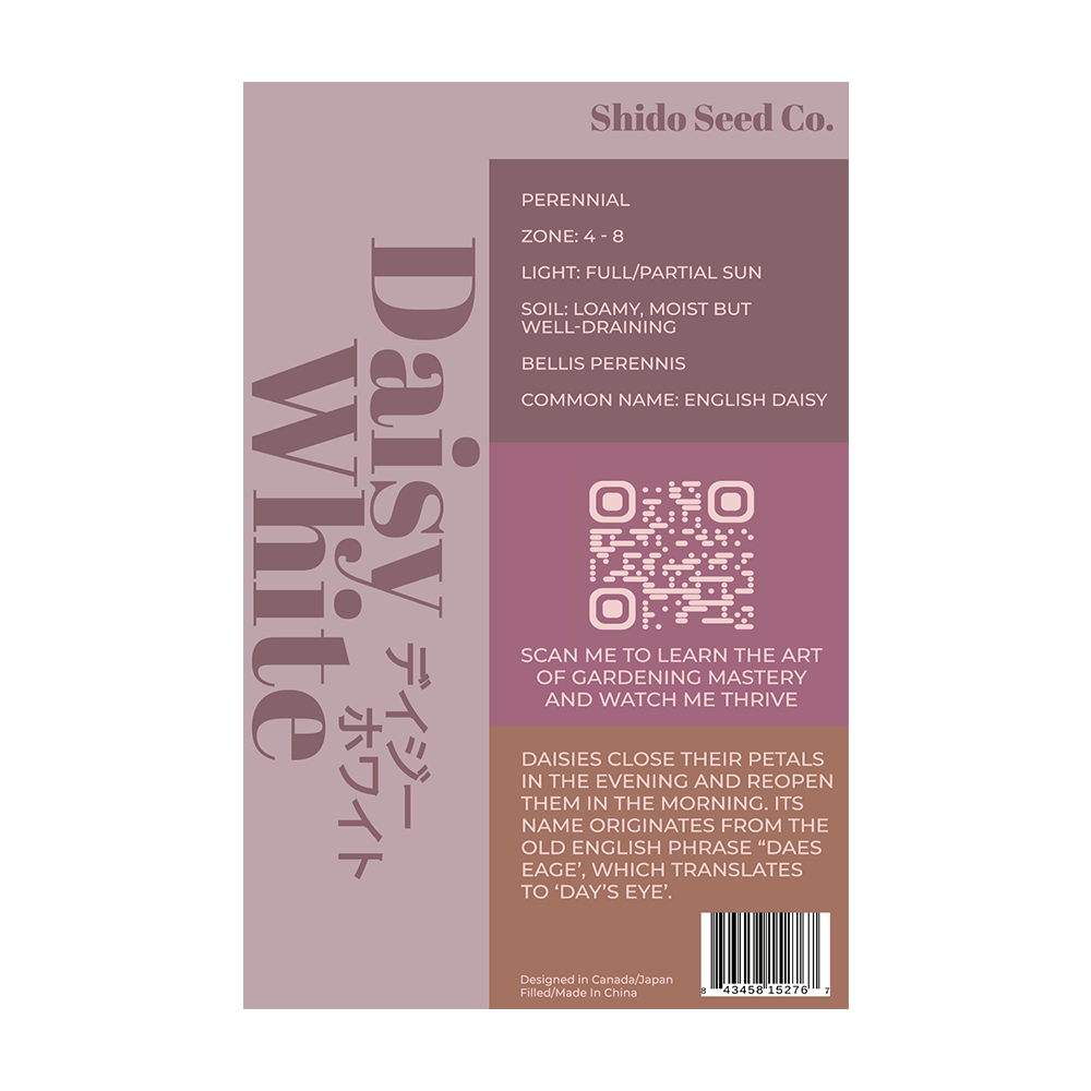 Daisy White Flower Seeds Packet - Chive UK