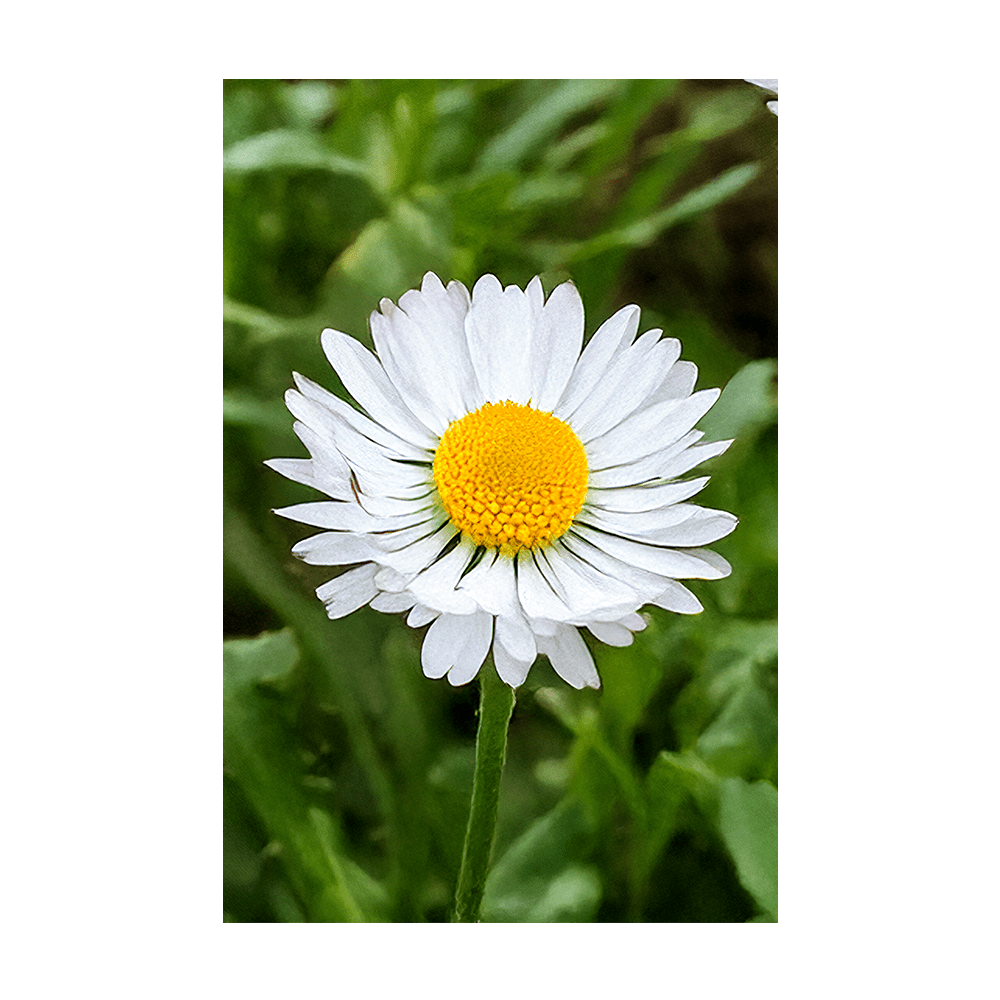 Daisy White Flower Seeds Packet - Chive UK