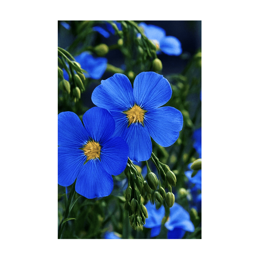 Flax Blue Flower Seeds Packet - Chive UK