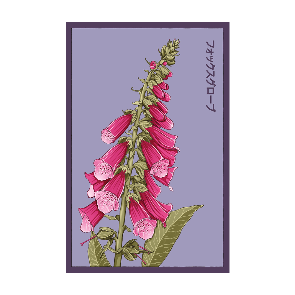 Foxglove Flower Seeds Packet - Chive UK