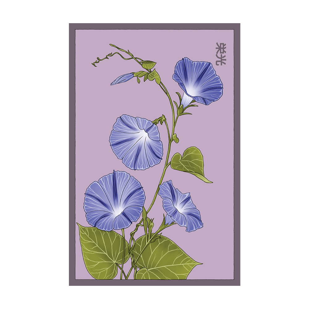 Morning Glory Flower Seeds Packet - Chive UK