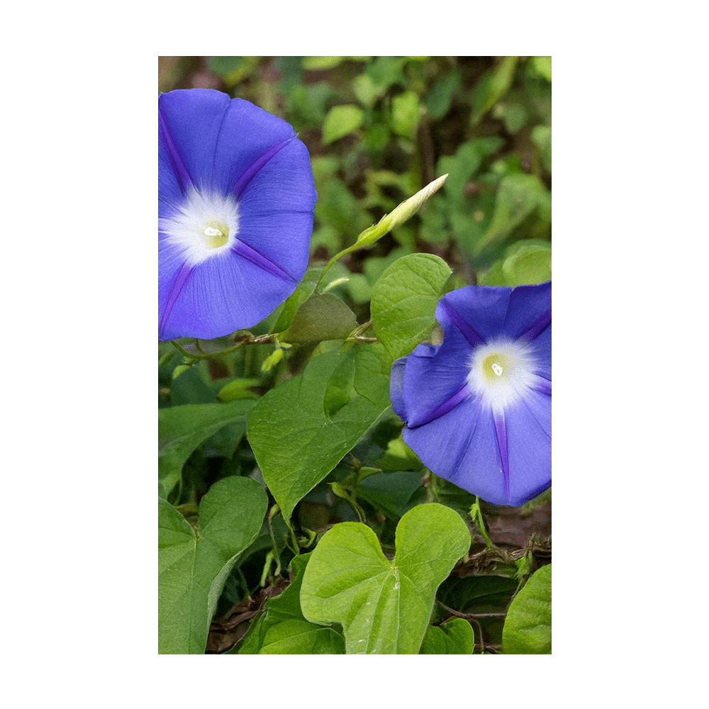Morning Glory Flower Seeds Packet - Chive UK