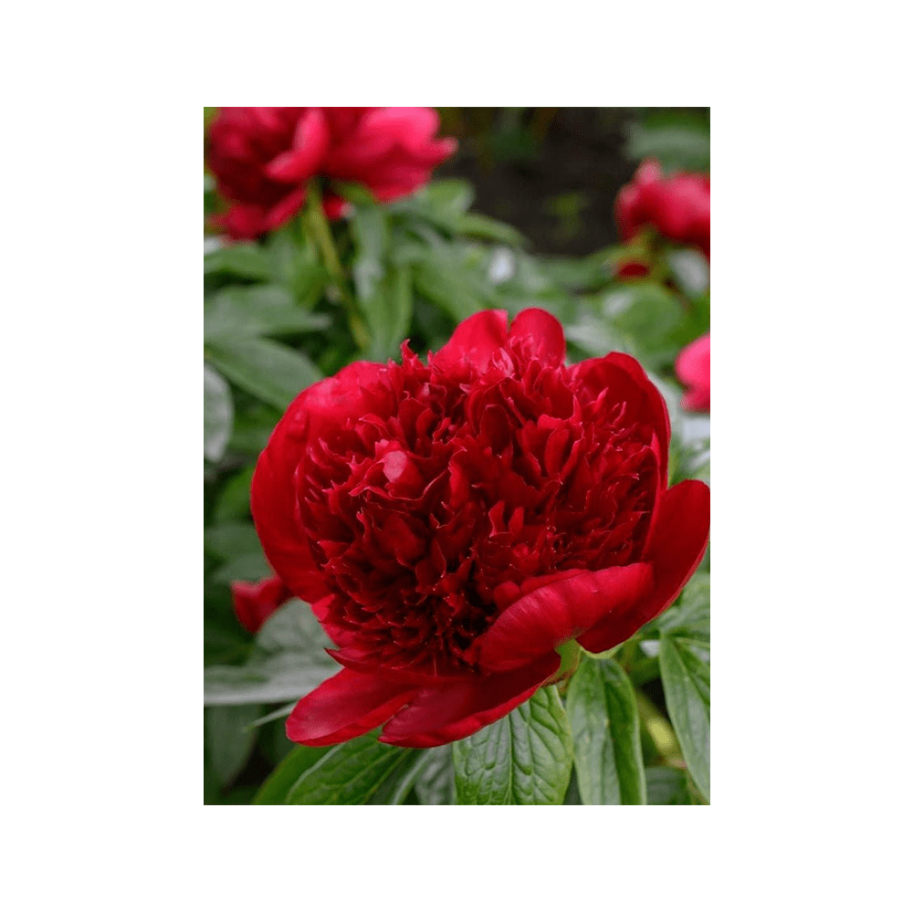 Herbaceous Peony Flower Seeds Packet - Chive UK