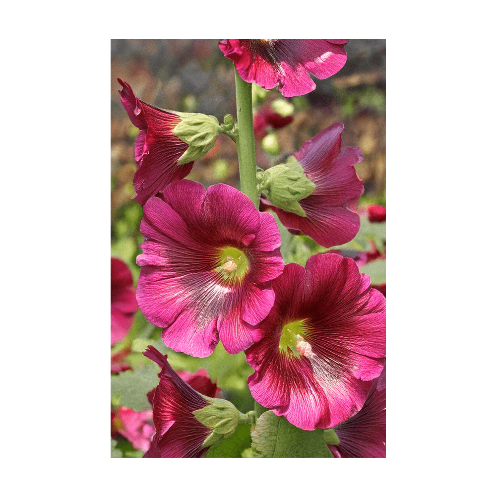 Hollyhock Flower Seeds Packet - Chive UK