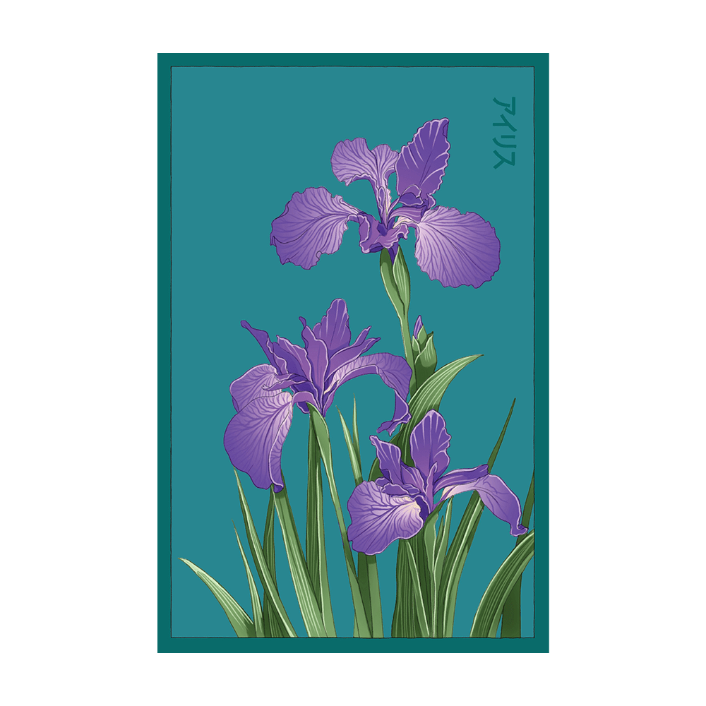 Iris Flower Seeds Packet - Chive UK