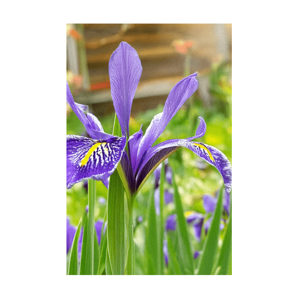 Iris Flower Seeds Packet - Chive UK