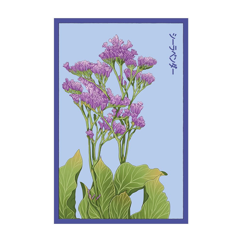 Sea Lavender Flower Seeds Packet - Chive UK