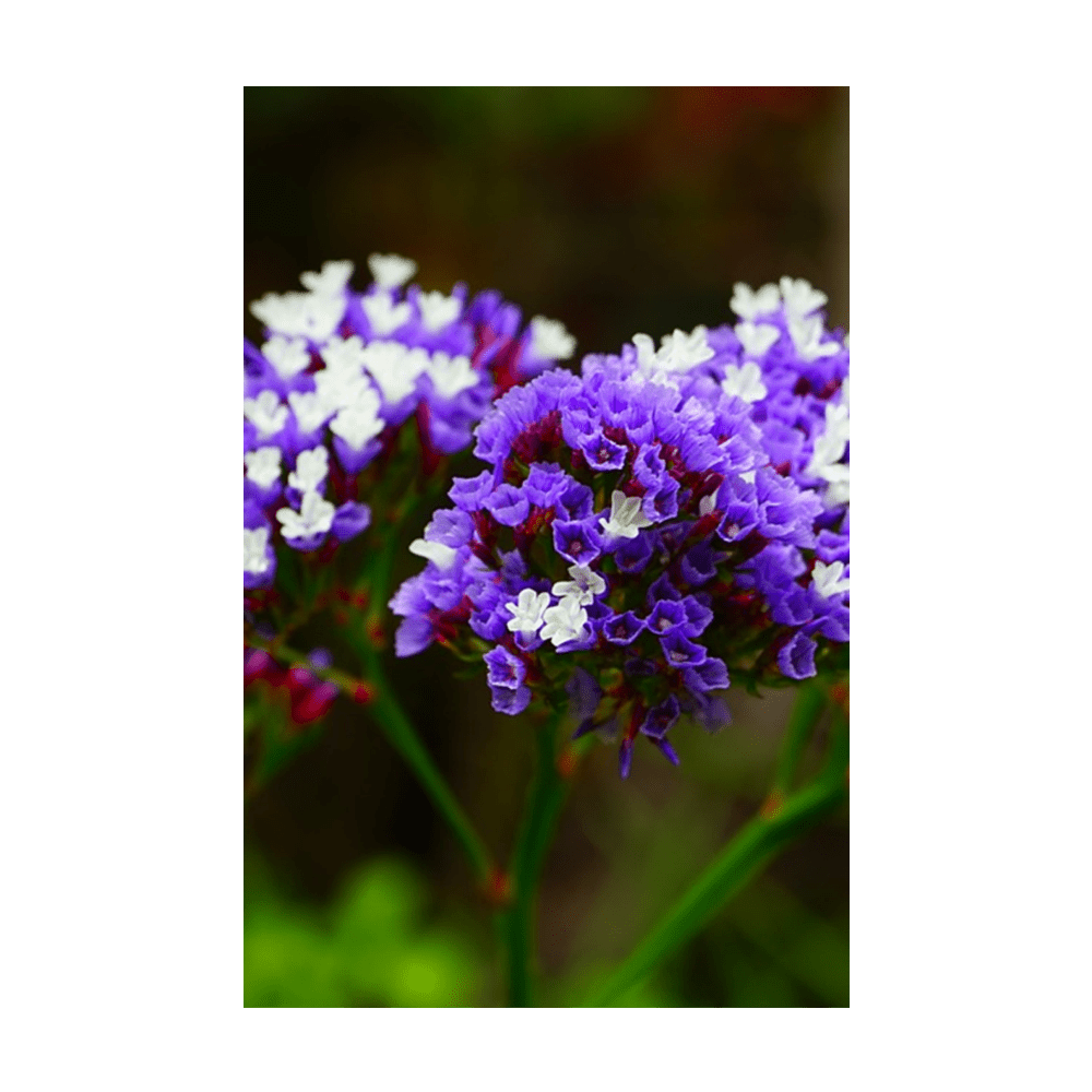 Sea Lavender Flower Seeds Packet - Chive UK
