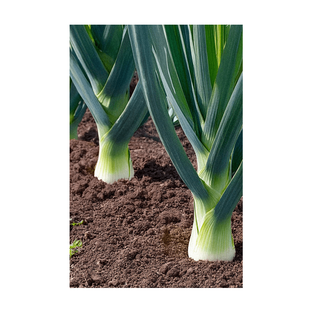 Leek Vegetable Seeds Packet - Chive UK