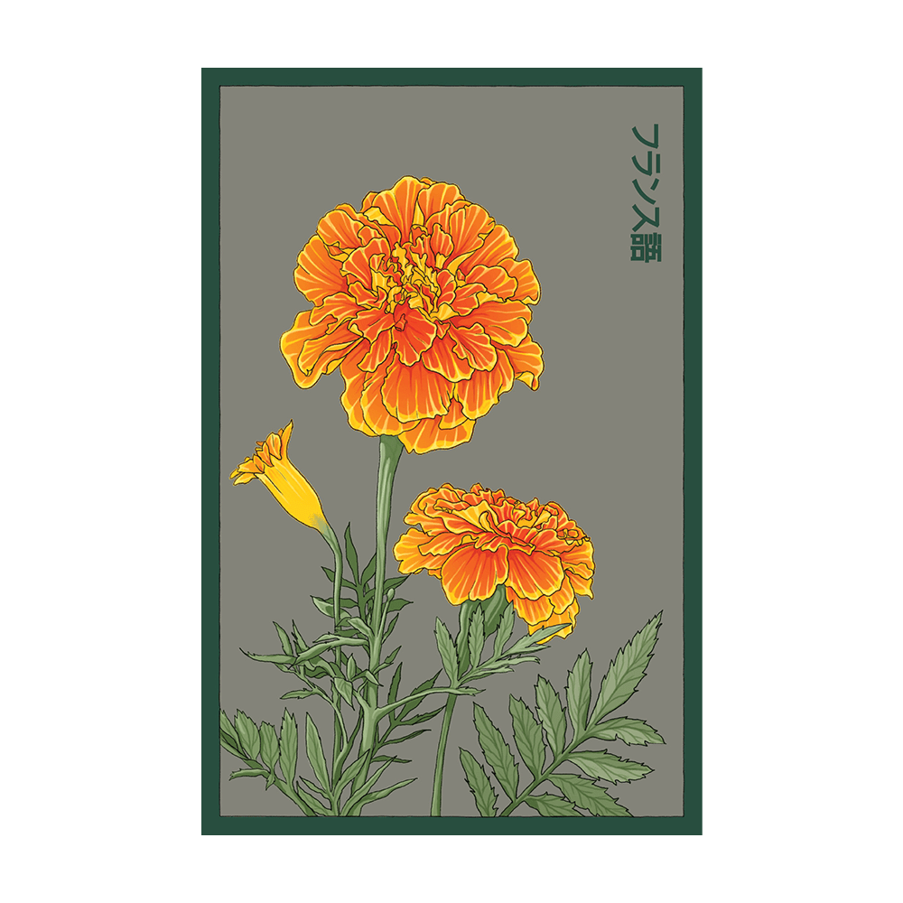 French Marigold Flower Seeds Packet - Chive UK