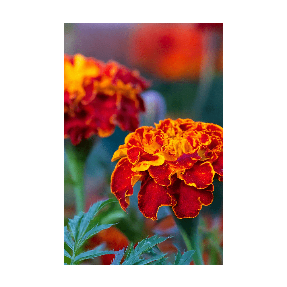 French Marigold Flower Seeds Packet - Chive UK