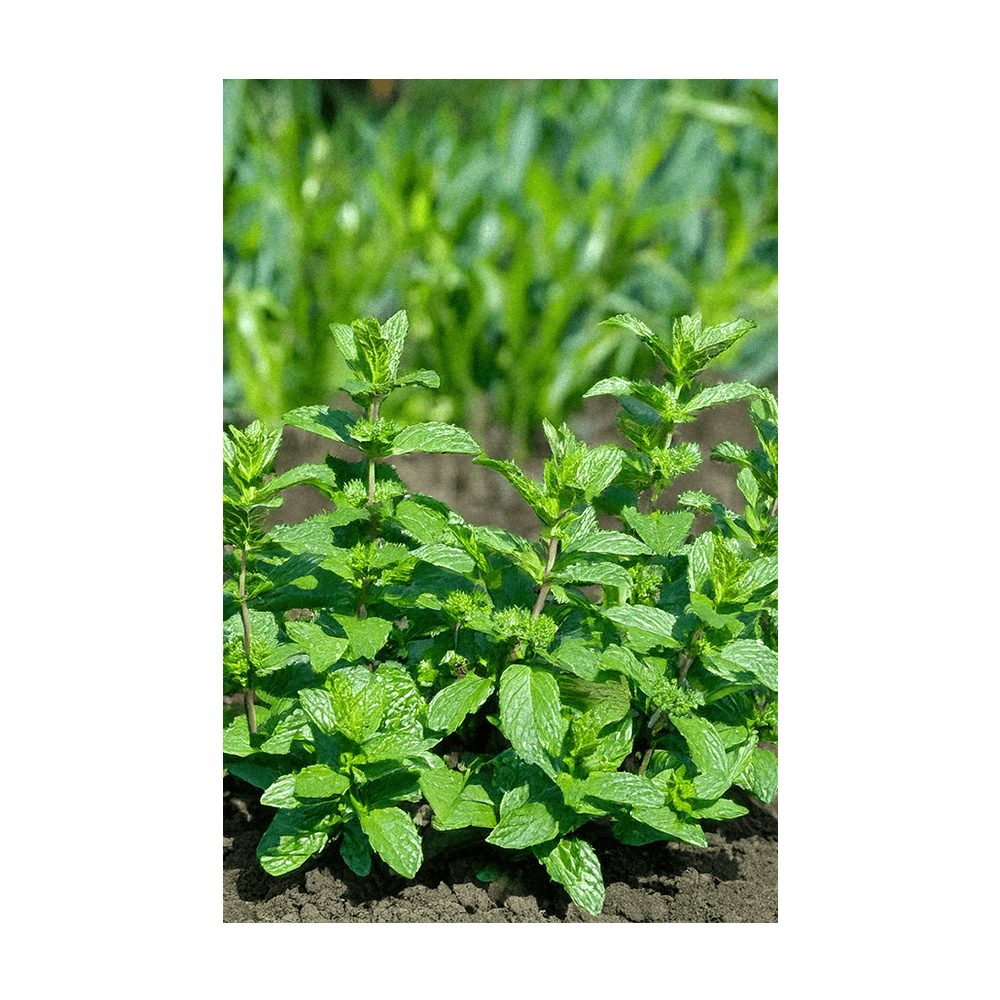 Mint Herb Seeds Packet - Chive UK