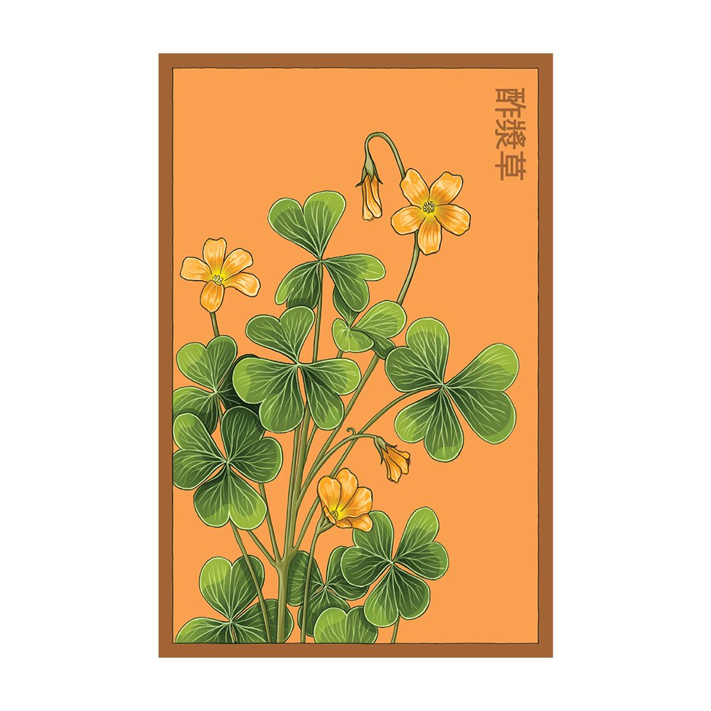 Oxalis Flower Seeds Packet - Chive UK